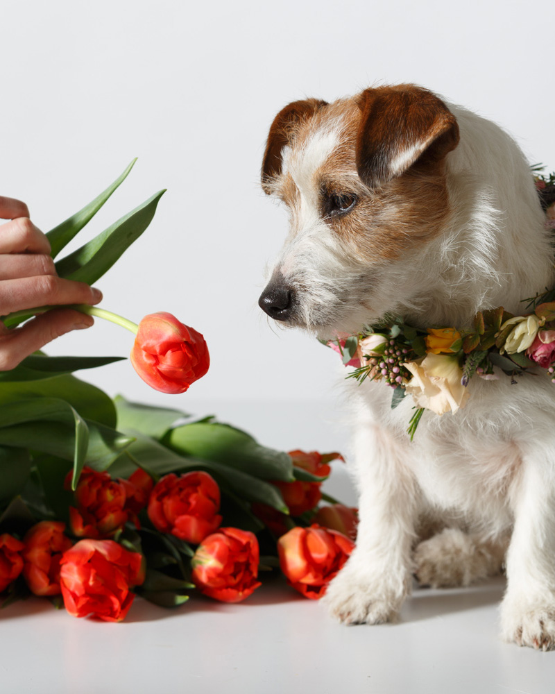 composition florale canine
